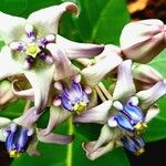 Calotropis gigantea Flor