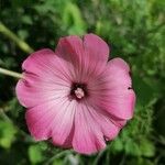 Lavatera trimestris Flower