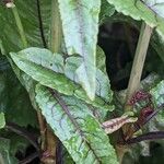 Rumex sanguineus Leaf