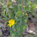 Pultenaea villifera Leaf