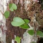 Microgramma reptans Folla