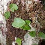 Microgramma reptans Leaf