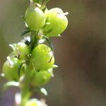 Anarrhinum bellidifolium Plod