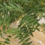 Styphnolobium japonicum 葉