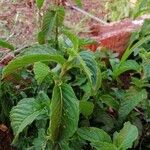 Mentha arvensis Ліст