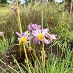 Tulbaghia natalensis