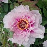 Paeonia × suffruticosa Cvet