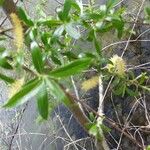 Salix alba Лист