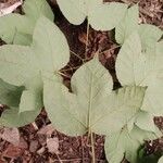 Macaranga saccifera Leaf