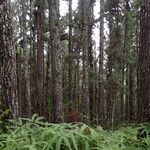 Pinus caribaea Corteza