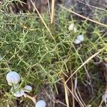 Asparagus aphyllus Leaf