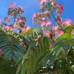 Albizia julibrissin Blüte