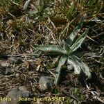 Plantago monosperma Hábito