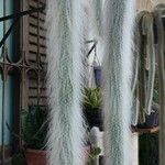 Cleistocactus winteri Blad