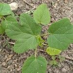 Abelmoschus esculentus Leaf