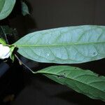 Diospyros bipindensis Hoja