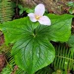 Trillium ovatum Flor