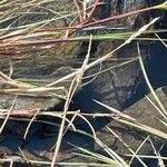 Diplachne fusca Mbuma