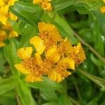 Tagetes lucida Žiedas