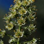 Toxicoscordion paniculatum Flower
