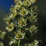 Toxicoscordion paniculatum Цвят