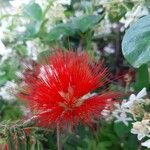 Callistemon citrinusКветка