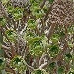 Aeonium balsamiferum 叶