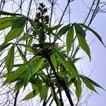 Aesculus glabra Virág