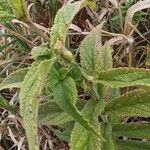 Teucrium canadense Foglia