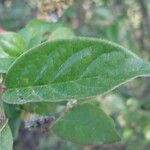 Cotoneaster integerrimus Likasa