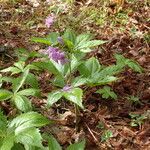 Cardamine pentaphyllos Habitus