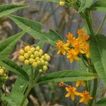 Asclepias curassavica花