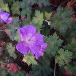 Geranium platypetalumÇiçek