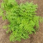 Artemisia annua Лист