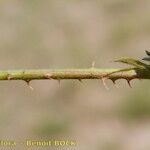 Rubus nemorosus Kora