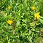 Arnica montana Агульны выгляд