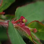 Euphorbia parviflora Flower