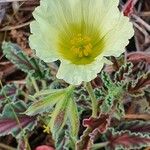 Monsonia longipes Blomma