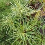 Osmoxylon lineare Blatt