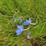 Delphinium leroyi Flower