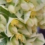 Euphorbia characias Blomma