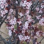 Prunus × cistena Blomst