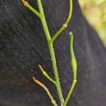 Hesperis matronalis Fruit