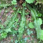 Polystichum lonchitis Foglia