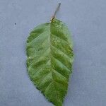 Carpinus orientalis Blad