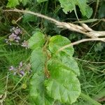 Sericocomopsis hildebrandtii Blatt