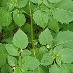 Physalis angulata Leaf