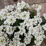 Iberis ciliata Flower