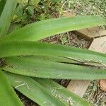 Aloe macra Листок