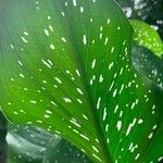 Zantedeschia albomaculata ഇല